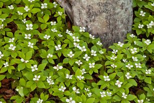Posadź zamiast trawy. Ogród zyska zupełnie nowy wygląd