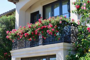 Zapomnij o hortensjach. Te pnącza zwrócą uwagę na twój balkon