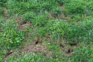 Postaw przy kopczyku. Pozbędziesz się szkodników