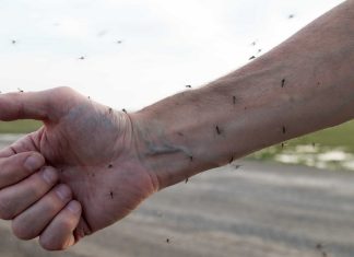 Dlaczego komary jednych atakują, a innych nie? Powód jest prozaiczny