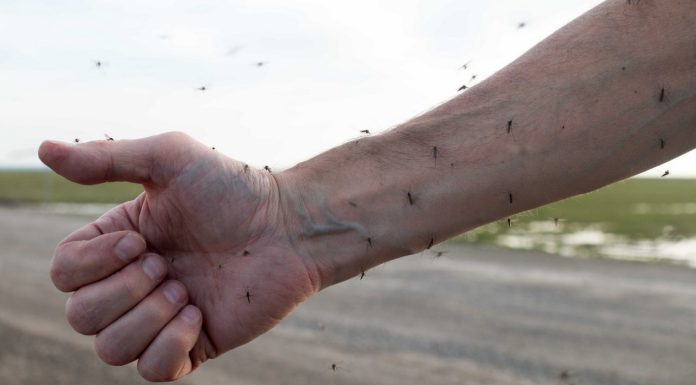 Dlaczego komary jednych atakują, a innych nie? Powód jest prozaiczny