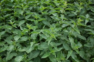 Przy różach urosły pokrzywy? Pod żadnym pozorem ich nie wyrywaj