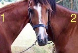 Który tułów konia jest prawdziwy? Tylko nieliczni odpowiadają poprawnie