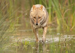 Ponownie pojawił się w Polsce. Widziany był w Puszczy Białowieskiej