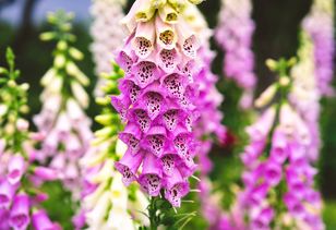 Spożycie już dwóch gramów tej rośliny może zabić. W Polsce jest dość powszechna