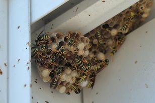 Wystarczy patent z gazetą. Osy znikną w mig