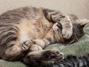 Kot śpi w taki sposób? Przekazuje ważny komunikat