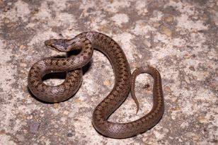 Tworzą mapę zagrożonego gatunku. Aż 1,6 tys. zgłoszeń