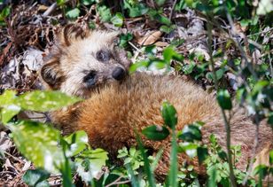 Już dostrzeżono go w Polsce. Można go spotkać także w miastach