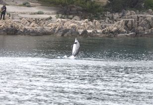 W chorwackiej miejscowości pojawił się delfin. Wydano ostrzeżenie