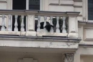 Pies zachęcał przechodniów do zabawy. Nagranie z Łodzi robi furorę