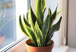 Zdobi miliony domów. Nie u każdego zakwita