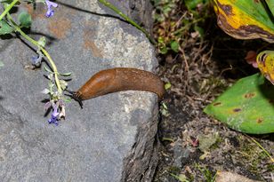 Rozsyp wokół grządek. Wytępi ślimaki co do jednego