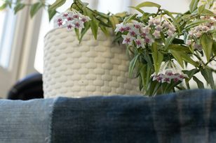 Uważano, że przynosi pecha. Dziś wraca do łask