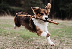 Spuszczasz w lesie psa ze smyczy? Możesz za to słono zapłacić