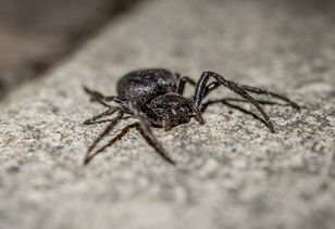 Mieszka w piwnicach oraz garażach. Nie każdy wie, że jest jadowity
