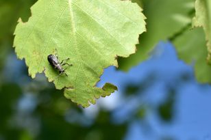 Widzisz w ogrodzie? Musisz działać natychmiast