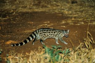 To afrykańskie zwierzę kontynuuje wędrówkę na północ. Zbliża się do Polski