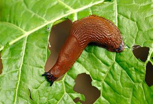 Rozłóż w ogrodzie. Ślimaki nawet się nie zbliżą