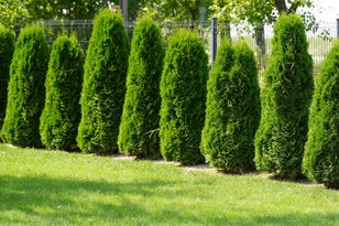 Pamiętaj o tym we wrześniu. Tuje odwdzięczą się w zimie