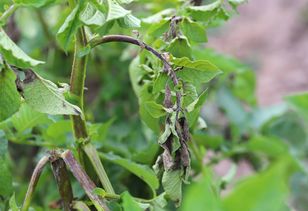 Walczysz z zarazą ziemniaczaną? Pamiętaj o odkażeniu gleby