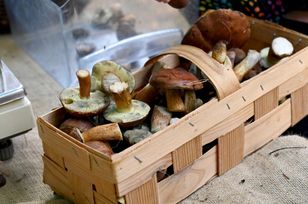 GIS wydał ostrzeżenie. Uważaj podczas zbierania grzybów