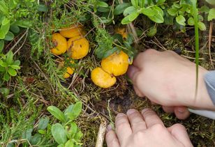 Lepiej nie chodzić tam na grzybobranie. Inaczej posypią się mandaty