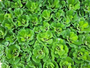 Masz w ogrodzie? Od 2 sierpnia możesz zapłacić ogromną karę