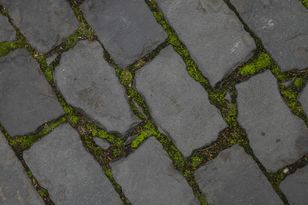 Tego nie sadź przy kostce brukowej. Zarośnie mchem