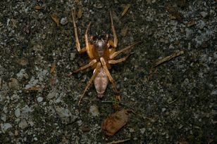 Jest ich coraz więcej. To najbardziej jadowity pająk w Polsce
