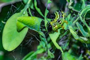 Sieje spustoszenie aż do października. Zasyp, a zginie