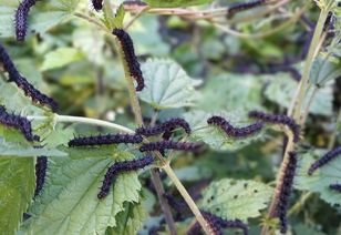 Czarne gąsienice na roślinach. Kiedy zobaczysz, lepiej ich nie zabijaj