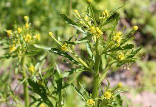 Sanepid co roku przed nią ostrzega. Chodzi o roślinę powszechnie rosnącą w Polsce