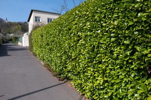 Posadź zamiast tui. Sąsiedzi nic nie zobaczą