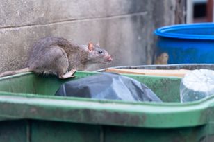 Przyciąga szczury jak magnes.