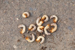 Dodaj do wody i podlej rośliny. Zapomnisz o pędrakach i ziemiórkach