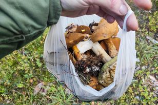 Nigdy nie zbieraj grzybów w ten sposób. Eksperci ostrzegają