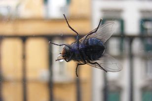 Spryskaj tym okna i parapety. Muchy nawet się nie zbliżą