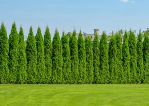 Nie wyrzucaj do kosza. Zastosuj jako nawóz. Tuje będą bujne jak nigdy