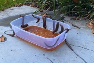 Wlej do pudełka i zostaw w ogrodzie. Ślimaki szybko się spełzną