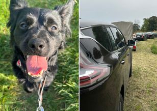 Zdjęcia z przytuliska w Oławie chwytają za serce.