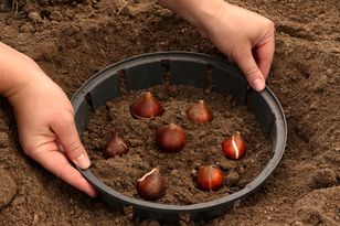 Zrób to we wrześniu. Kwiaty zakwitną jak nigdy