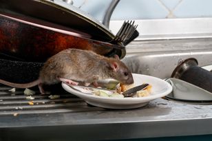 Rozsyp w domu. Szczury nawet nie zaglądną