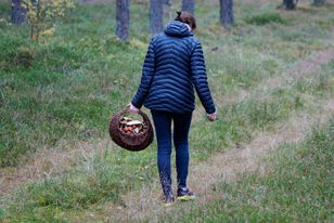 Nigdy nie zrywaj tego grzyba. Możesz słono zapłacić