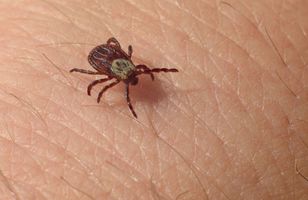 Drugi szczyt aktywności kleszczy. Prosty trik uchroni przed ukąszeniem