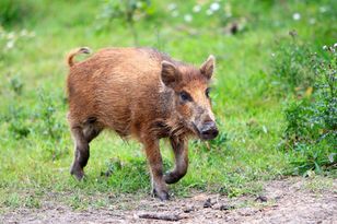Niszczą ogrody, powodują szkody. Jest na nie sposób