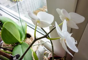 Nie stosuj jesienią i zimą. Inaczej możesz zapomnieć o pięknym storczyku