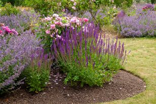 To nie wrzos. Zakwitnie dwa razy w roku