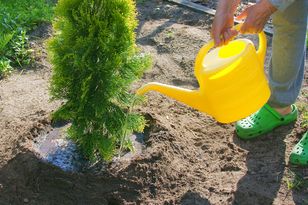 Podlej tą miksturą tuje we wrześniu. Zapobiegniesz najgorszemu
