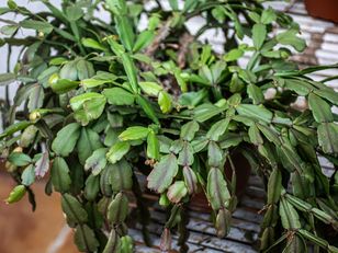 Zrób to we wrześniu. Inaczej grudnik nie zakwitnie